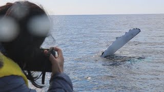 ザトウクジラの雄姿に歓声 鹿児島・奄美大島