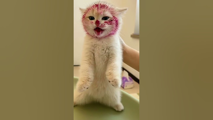 kelakuan kucing lucu bikin ketawa