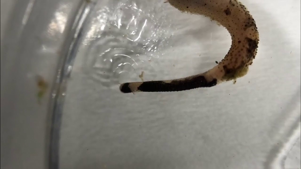 Japanese Peanut Worm ホシムシ 星口動物の吻の出し入れ Youtube