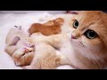 12th day after birth |  Anabel's kittens | British Shorthair