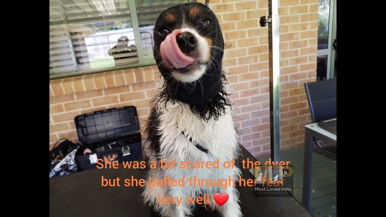 Holly, Cavalier X first professional groom ever!