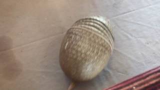 Armadillo Playing Tennis