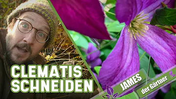 Kann man eine Clematis ganz zurückschneiden?