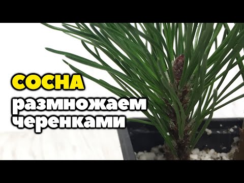 Горная сосна в домашних условиях