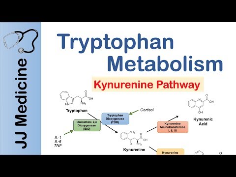 Tryptophan Metabolism (Degradation) and the Kynurenine Pathway