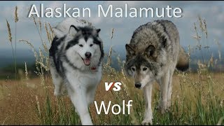 Alaskan Malamute Vs Wolf by Dog vs Dog Breed Comparision 75,334 views 5 years ago 7 minutes