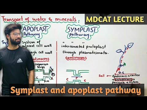 symplast and apoplast pathway | NMDCAT 2021