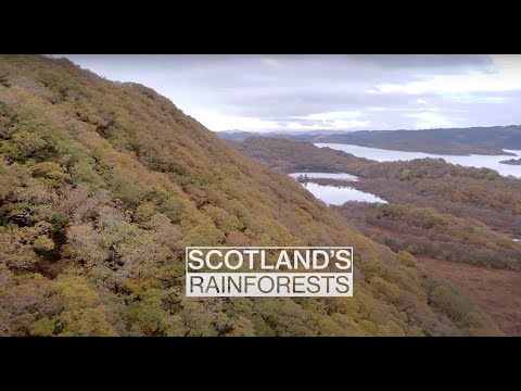 Scotland's Rainforest