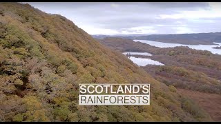 Scotland's Rainforest