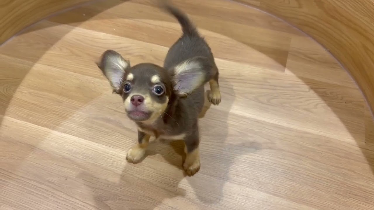 168989 チワックス