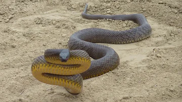 Самая ядовитая змея в мире! Тайпан - опасная змея СТРАШНЕЕ кобры. Змея в деле! Факты о тайпанах.