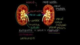 How do our kidneys work? (Renal Anatomy)
