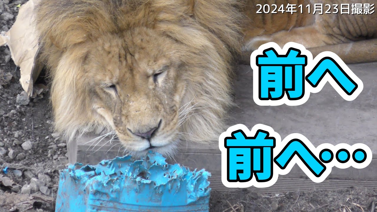 【希少】GINZA WAKO ライオン親と子 Lion family overcome loneliness&slowly moves forward,while