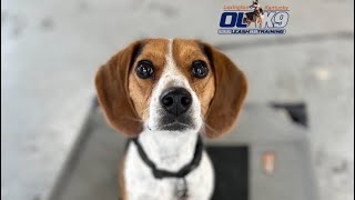 “Mille” the 1.5yrd Beagle two week Board and Train  By Trainer Pat