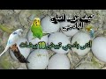 كيف تزيد انتاج البادجي زيادة عدد بيض البادجي أنثى بادجي تبيض 10 بيضات طائر البادجي طيور الحب