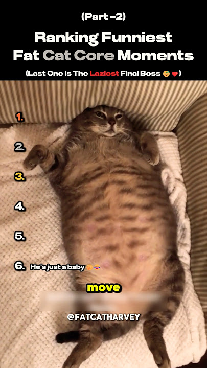 Ranking Funniest Fat Cat - Core Moments (part-2)