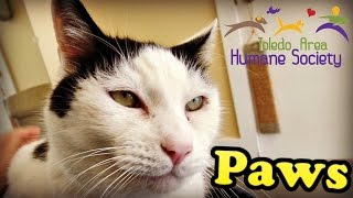 Adopted Paws Toledo Area Humane Society