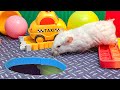 🐹 Hamster vs Pop It maze for pets 🐹 Escape in the Best Hamster Challenges #11