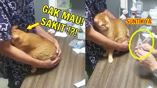 Ngumpet Di KetekLord Oren Ini Takut Ketika Mau Di Suntik Dan Langsung Ngusel Begitu Liat Jarum!