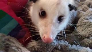 Funky Opossum-With Lal