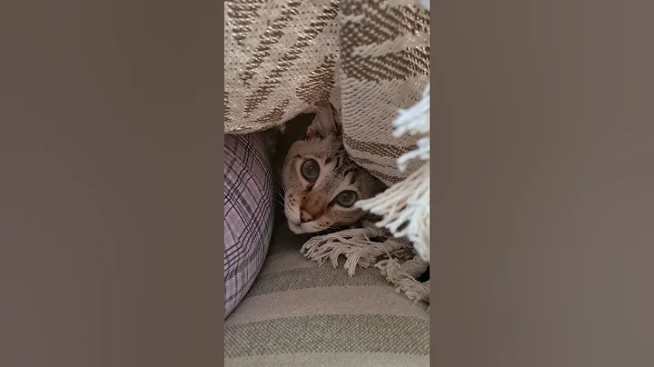 Watch the video about Cat under a blanket #lynxpointsiamese #cat