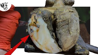 *this is INCREDIBLE!*  -  CAVITY in COW's HOOF blows BUBBLES