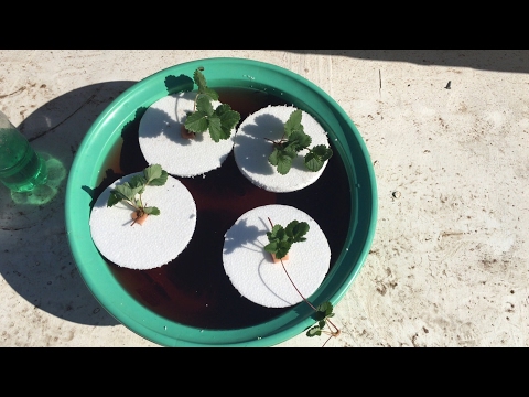 วิธีปลูกสตรอว์เบอรี่ด้วยน้ำ (hydroponic strawberries)