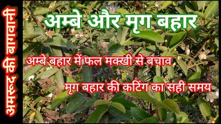 236. अम्बे और मृग बहार: कटिंग और फल मक्खी से बचाव का सही समय ।। Pruning and Fruit Fly