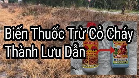 Mẹo Biến Thuốc Trừ Cỏ Cháy Thành Cỏ Lưu Dẫn. Diệt Cỏ Tận Rễ