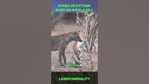 Python vs Hyena - over an Impala killed by a Python #wildlife #animals #shorts