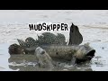 Mudskippers the fish that walk breathe on land and jumping