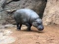 Hipopotamo loco crazy hippo bioparc