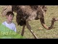 Ostrich Facts Quiz