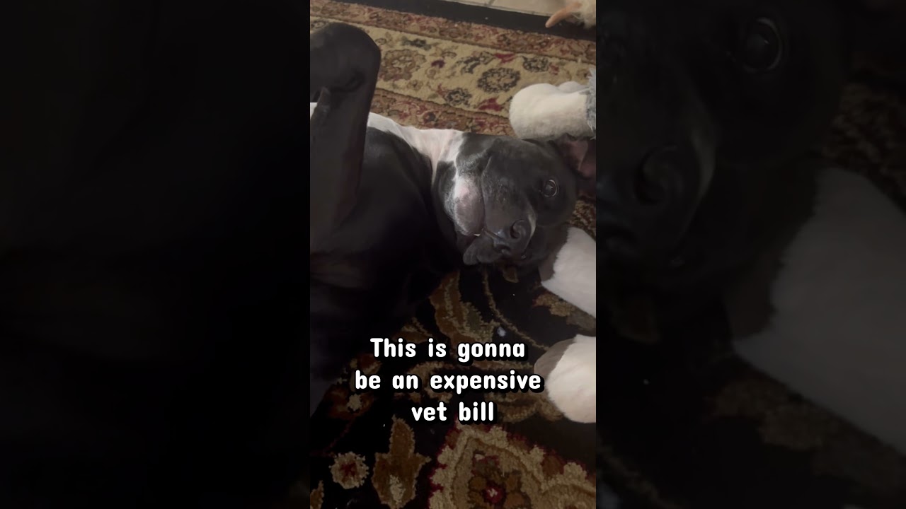 📱My dog swallowed my phone while I was playing our new song!🎧