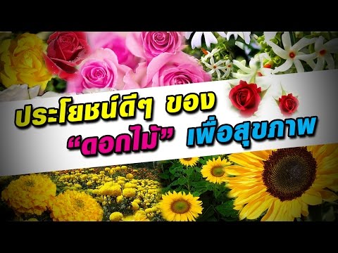 วีดีโอ: ดอกไม้ในร่มที่มีประโยชน์เพื่อสุขภาพ