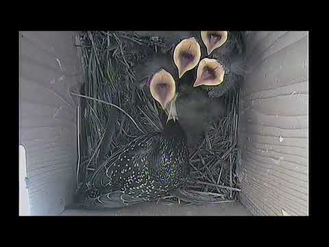 Video: Where Starlings Build Their Nests