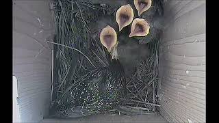 Starlings nesting in Norway