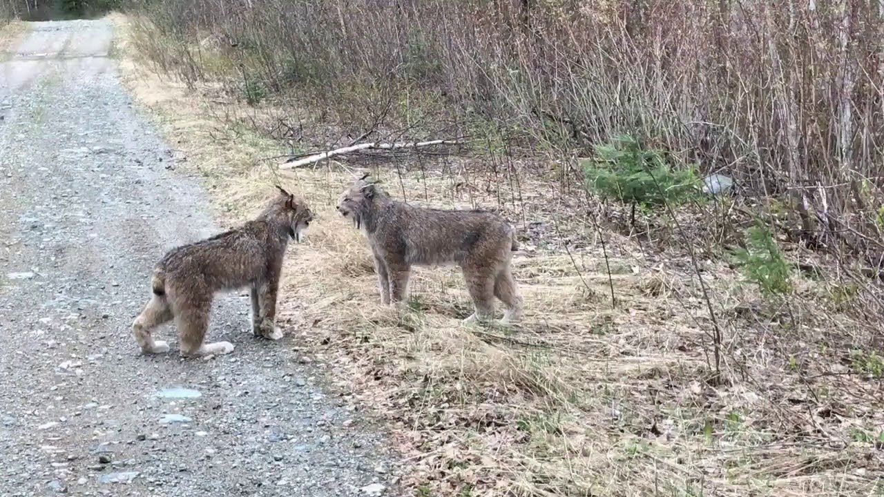 Has A Bobcat Ever Killed A Human?