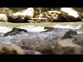 Watch the Water Trickle Past | Ambient Sounds for Relaxation | Relax and Unwind | ASMR