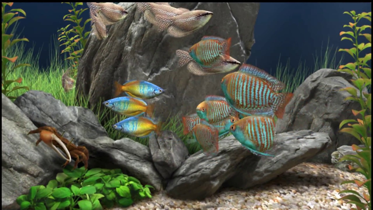 dream aquarium screensavers