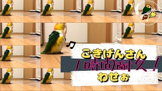 【ASMR!?】1時間耐久！ごきげんさんわせぉ　最後まで耐えれるか！【シロハラインコ/caique parrot】