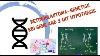 RB1 gene, Retinoblastoma Genetics, 2 hit model