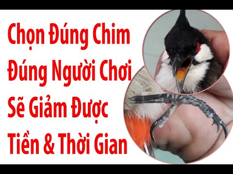 Cách Chọn Chào Mào Cho Anh Em Mới Chơi #Phú_Tường_wedding