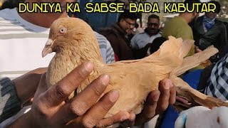 This is the world's biggest pigeon breed name:runt availability:rare
flying:no flying only fancy price:3000 per pc video location:delhi ...