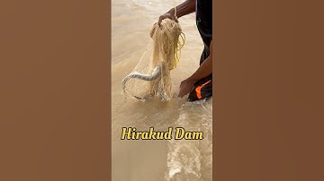 Hirakud Dam Re Machhadhara video #hirakuddam #fishing #shorts #video #viralvideo #short #vlog