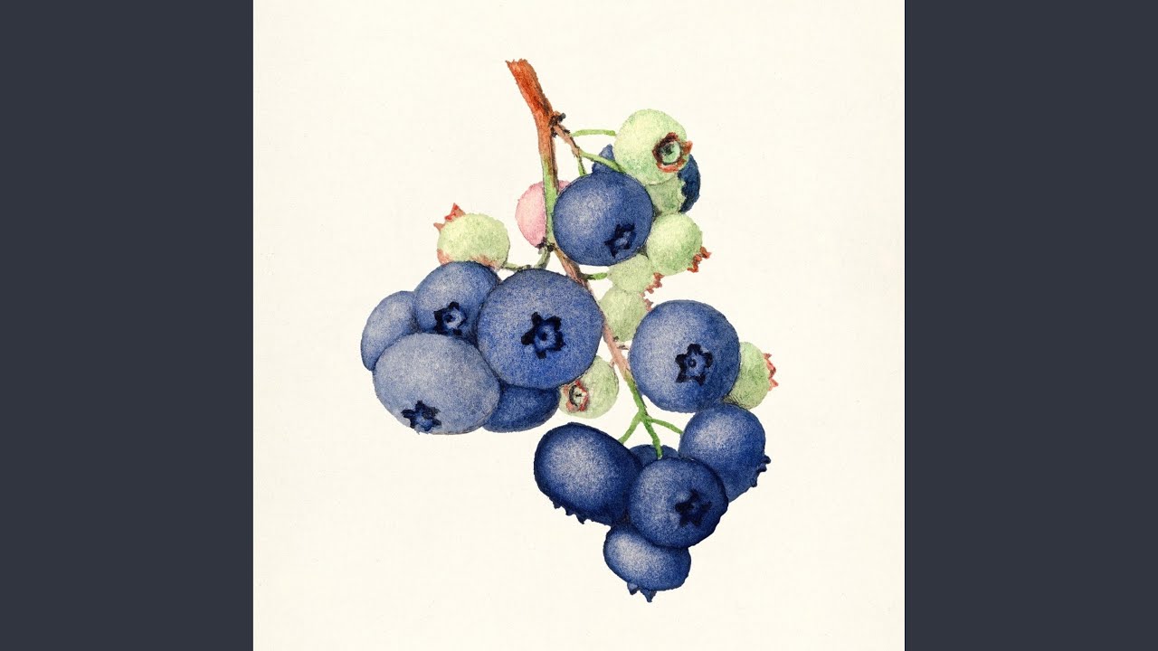 Watch Blueberries on YouTube Watch Blueberries on YouTube