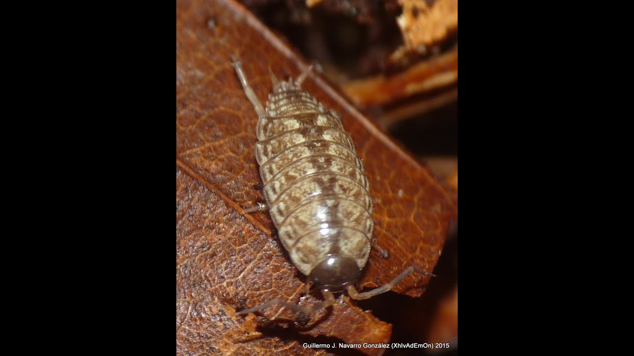 Isópodos, varias especies comunes en terrarios - YouTube
