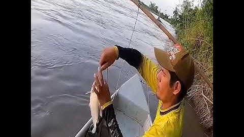 câu cá sông amazon