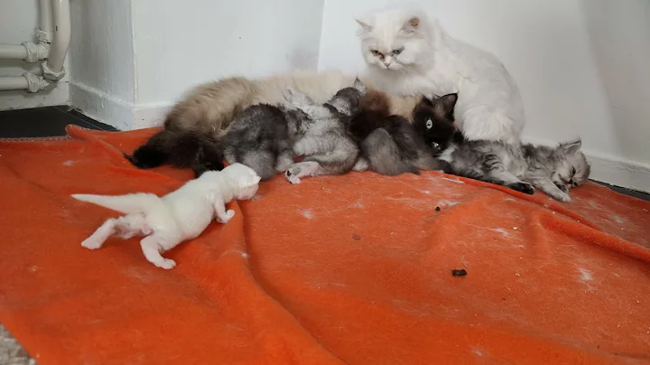 Video 4908941: ragdollcat ragdollkittens, persiancat ragdollcat, persiancat fight, catlife cutecats funnycats catlove, catlover catlife cutecat meow, funnycats cutecat catlife kitten, kitty catlover cutecat funnycats, cats catlover cutecat funnycats