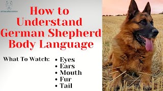 How to Understand German Shepherd Body Language